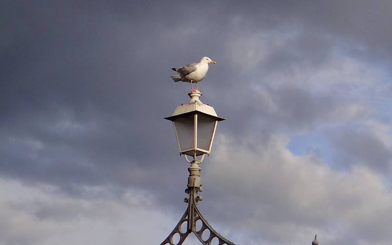 Gull on Ha'Penny Bridge