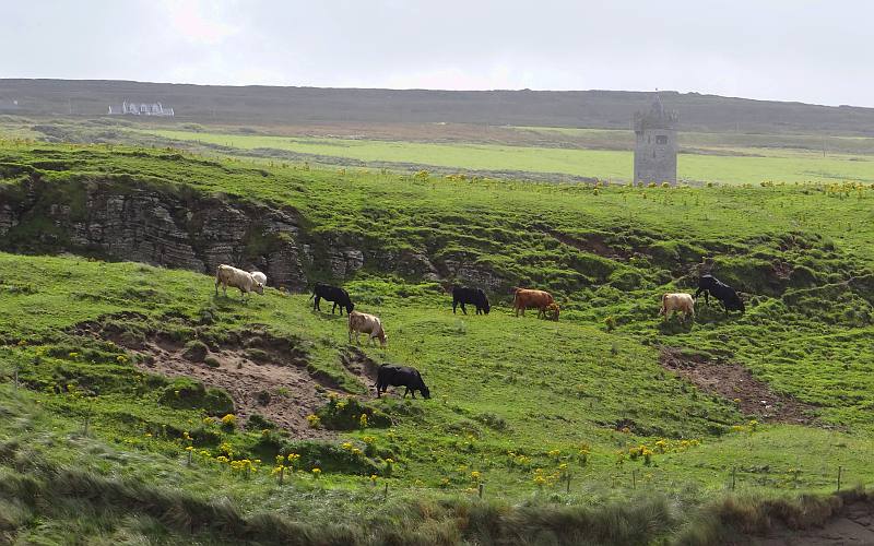 cattle and Doonagore Castle