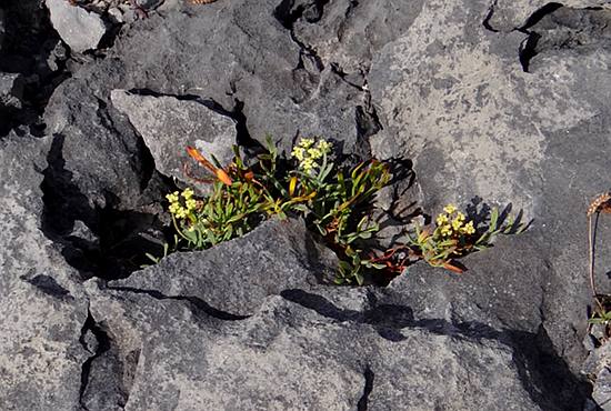 Wild flowers in The Burren National Park
