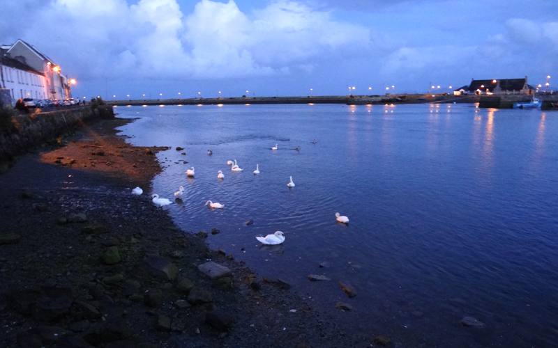 River Corrib swans - Galway