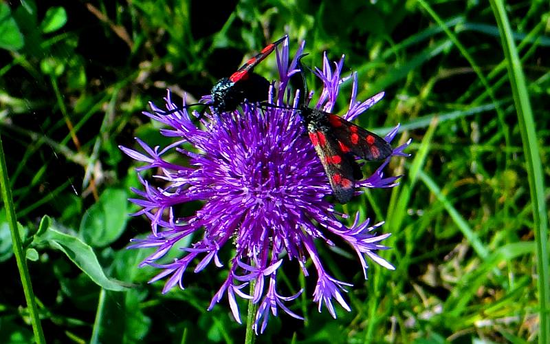 Six-spot Burnet Moth - Aran Islands