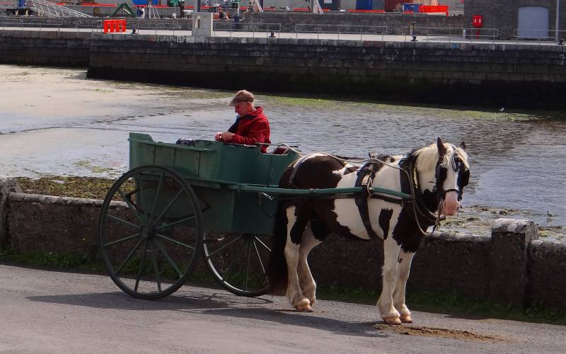 pony and cart