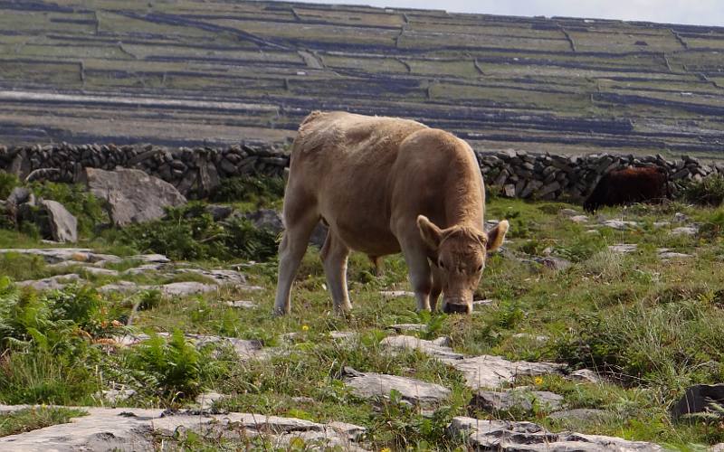 Inishmore cow