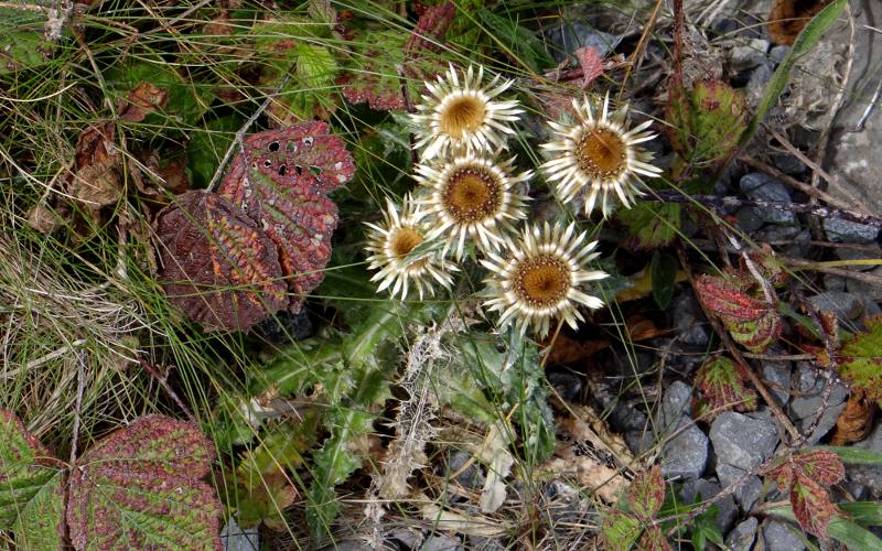 Carline thistle on Inishmore