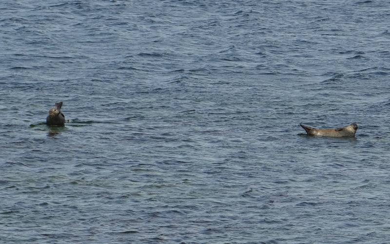 Harbour Seals in the Aran Islands