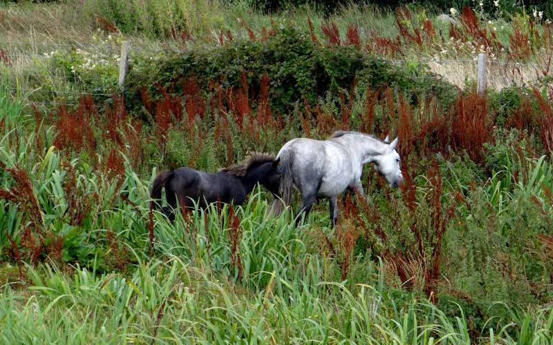 Connemara ponies