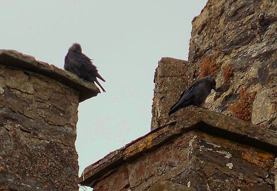 Crows - Malahide Castle