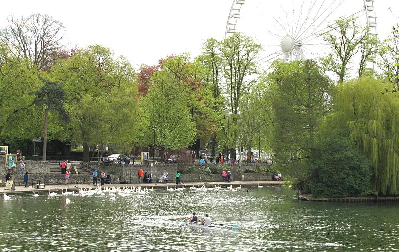 River Thames swans and Legoland ferris wheel