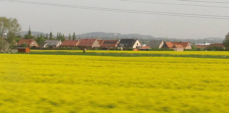rapeseed field in France