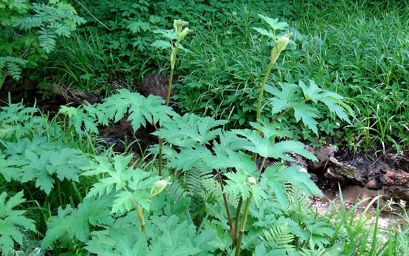 cow parsnip in the Horsseshoe Falls garden