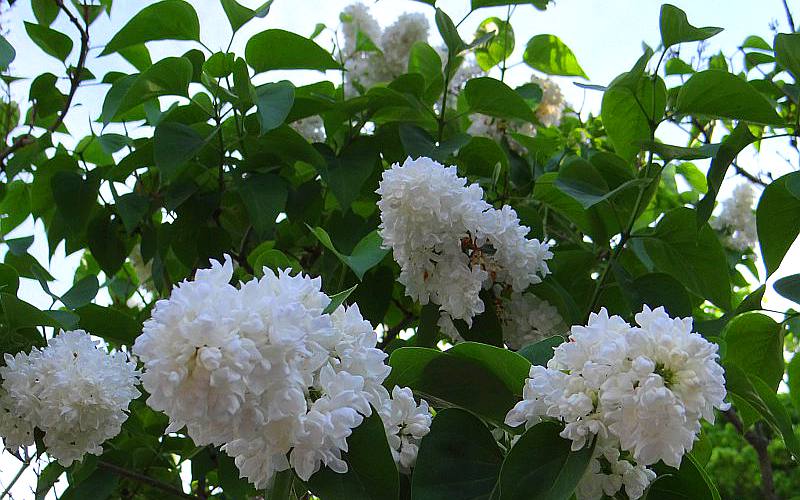 White lilacs on Mackinac Island, Michigan