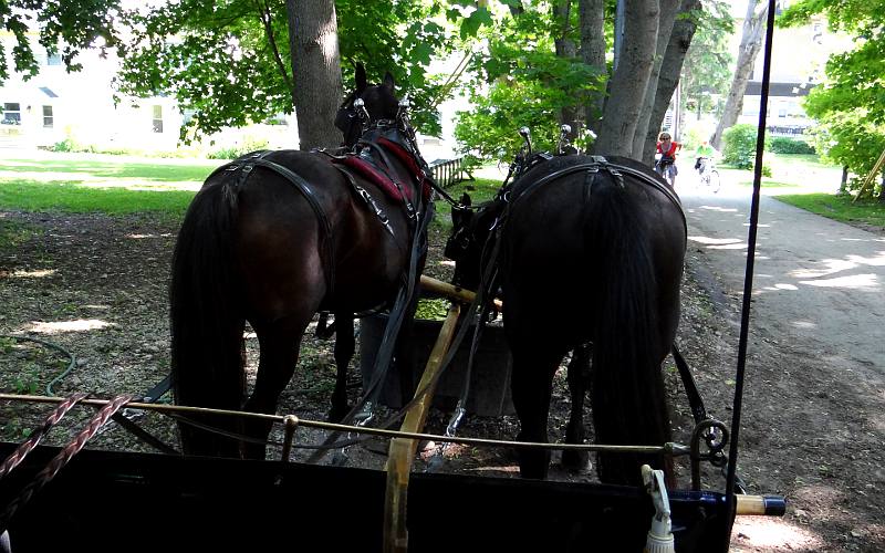 Watering the horses