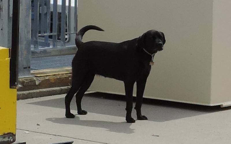 Onyx dog - Coast Guard Station St. Igance
