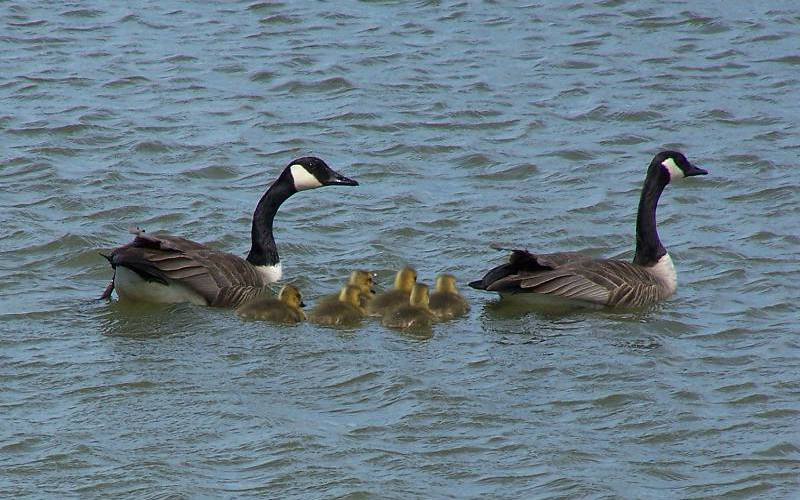 Canada Geese - Cheboygan River