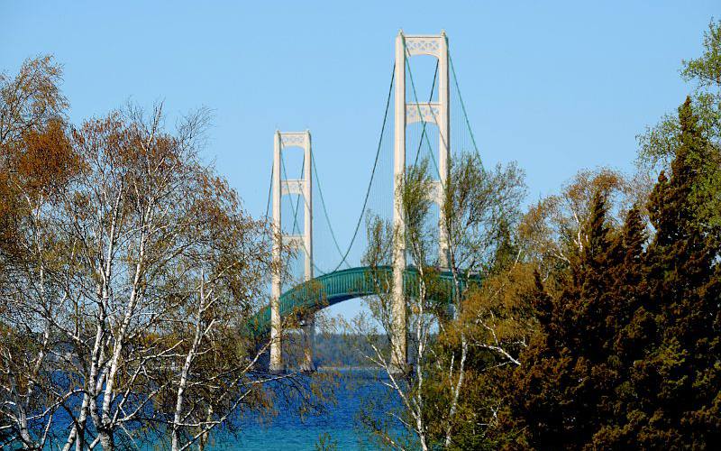 Mackinac Bridge and birch trees