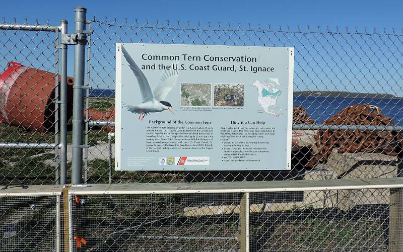 Tern nesting site in St, Ignace, Michigan