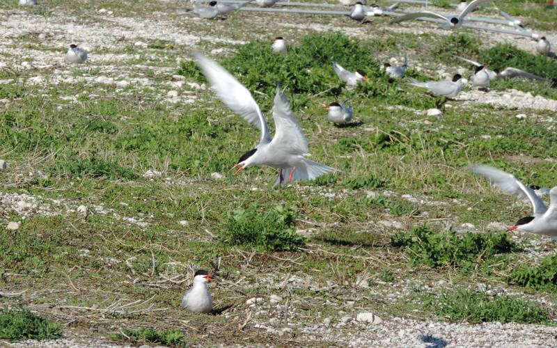 Nesting common terns - Great Lakes