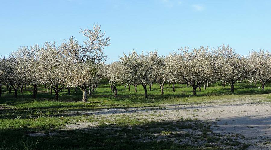 Flowering cherry trees - Leelenau County, Michigan