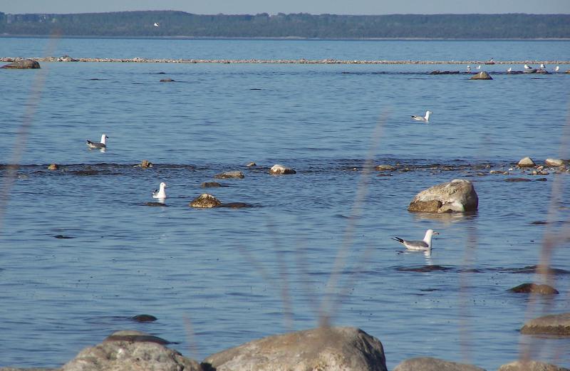 Ring-billed Gulls