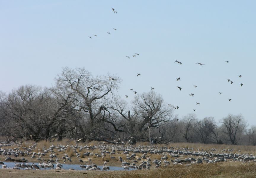 Sandhill cranes about 1 mile from Rowe Sanctuary in Nebraska