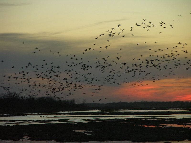 sandhill cranes