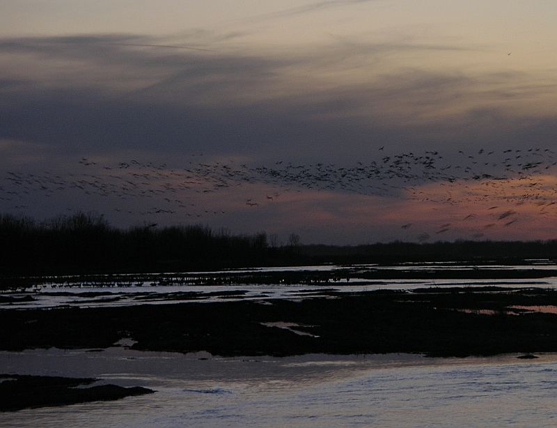 sandhill cranes