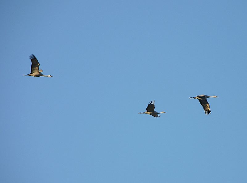 sandhill cranes