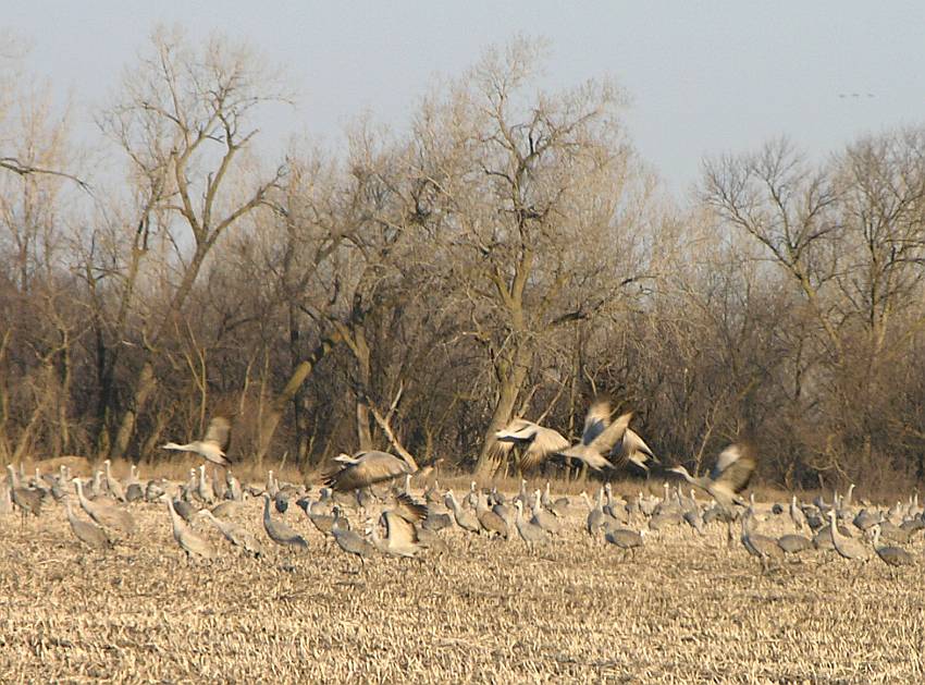 sandhill cranes