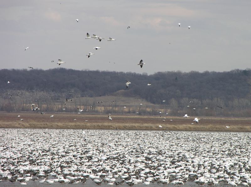 snow geese ar Squaw Creek National Wildlife Refuge