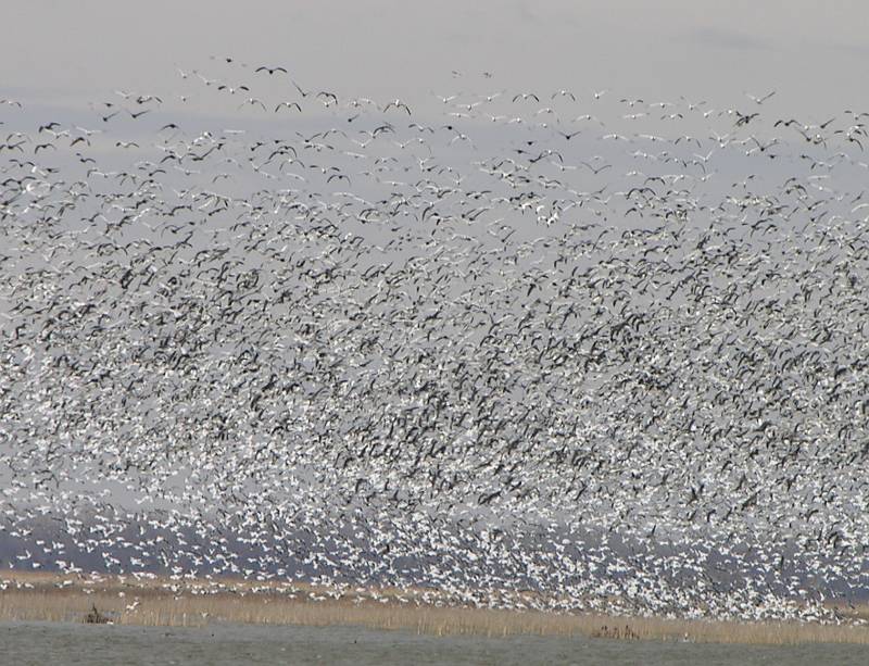 thousands of snow geese Squaw Creek NWR, Missouri