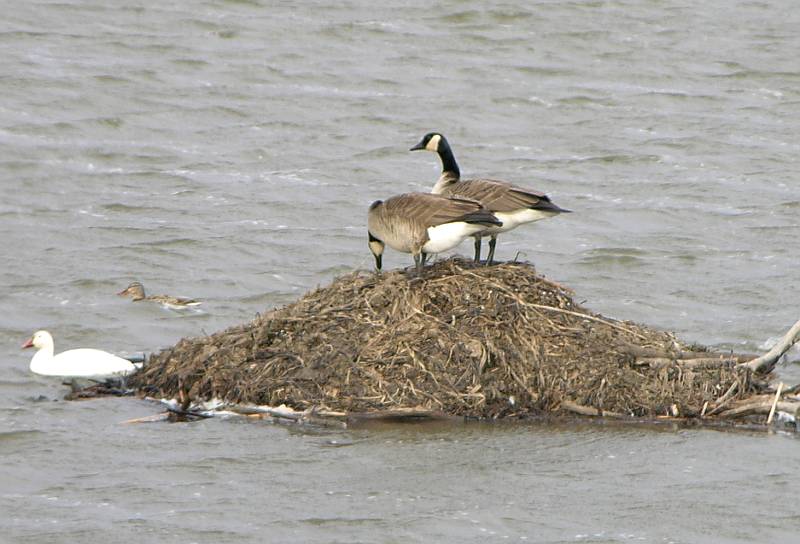 geese - Loess Bluffs National