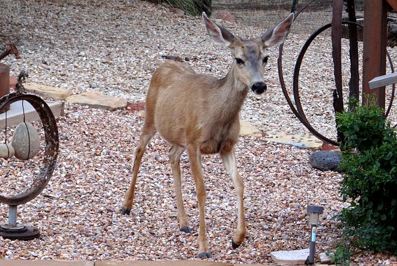 mule deer