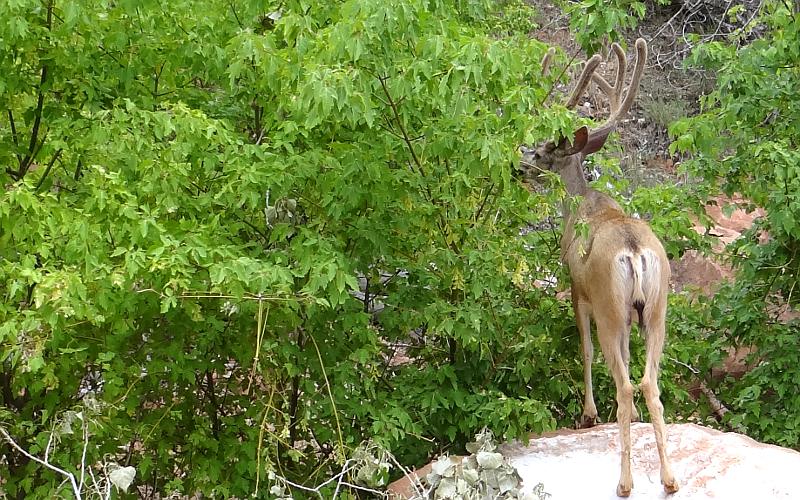 mule deer