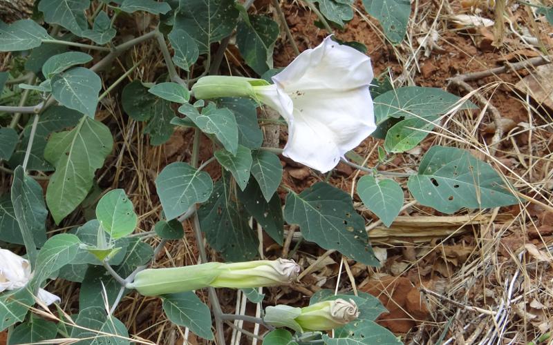 Datura Angel's Trumpet in Zion National Park