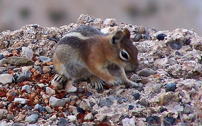 Uinta Chipmunk in Bryce National Park