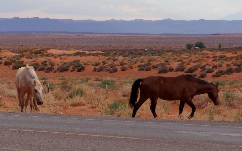 Monument Valley wild horses