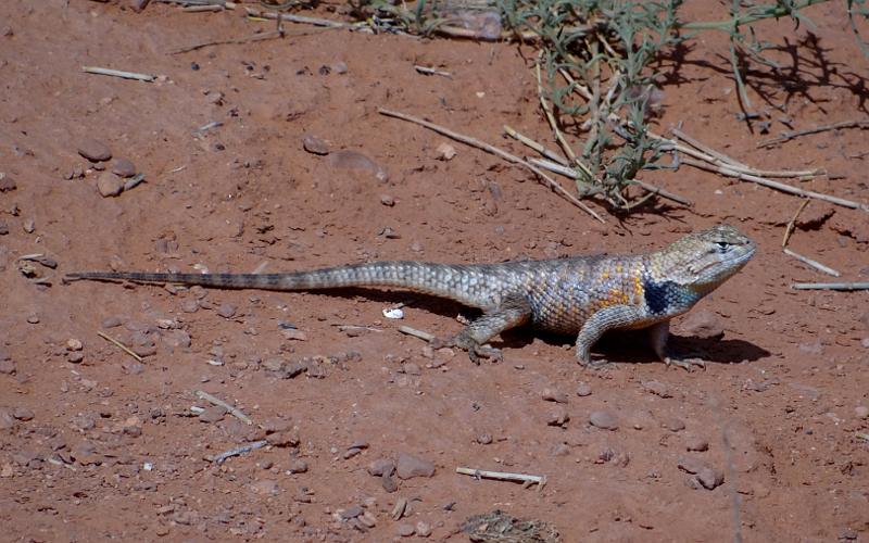 Black-collared Lizard in Monument Valley