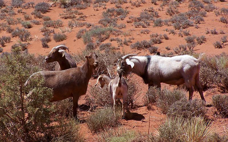 Monument Valley Indian goats
