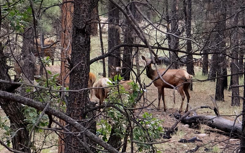 Elk in Grand Canyon National Park