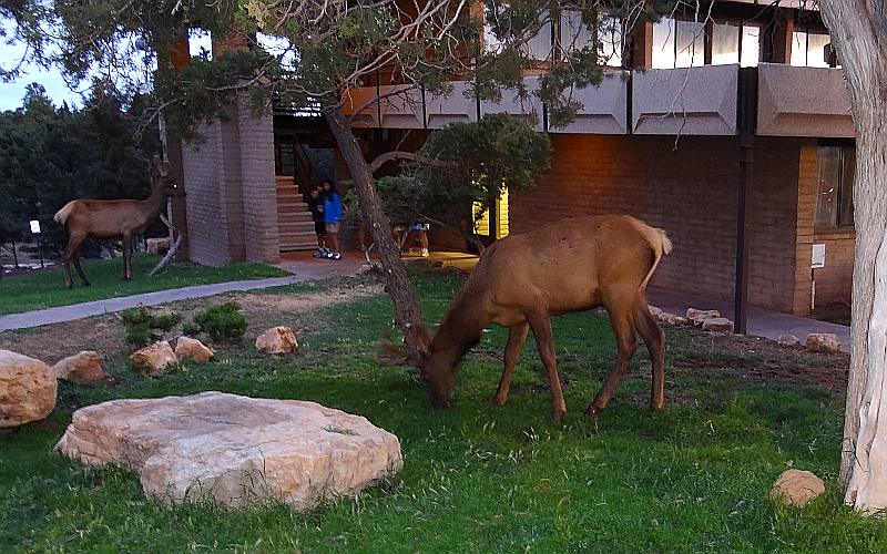 Elk and people