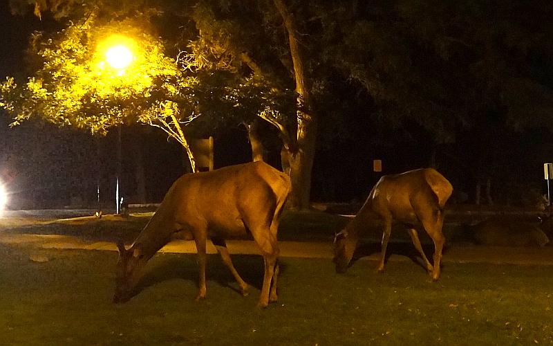 El Tovar Elk - Grand Canyon