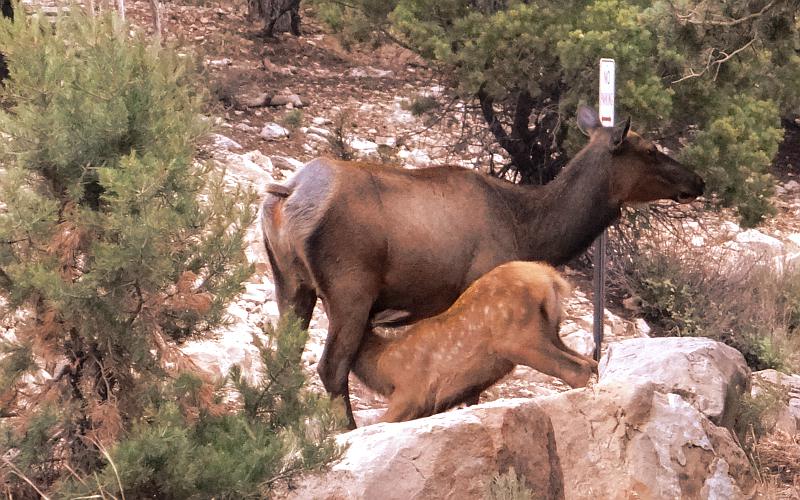 Elk and nursing fawn - Grand Canyon National Park