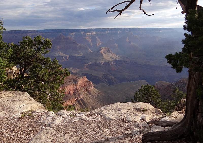 Grand Canyon framed by trees