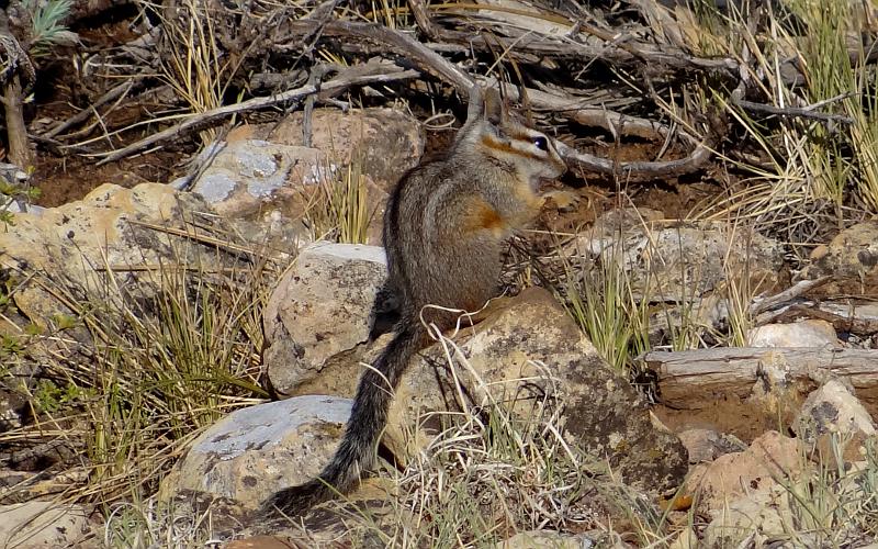 Cliff Chipmunk - Grand Canyon National Park