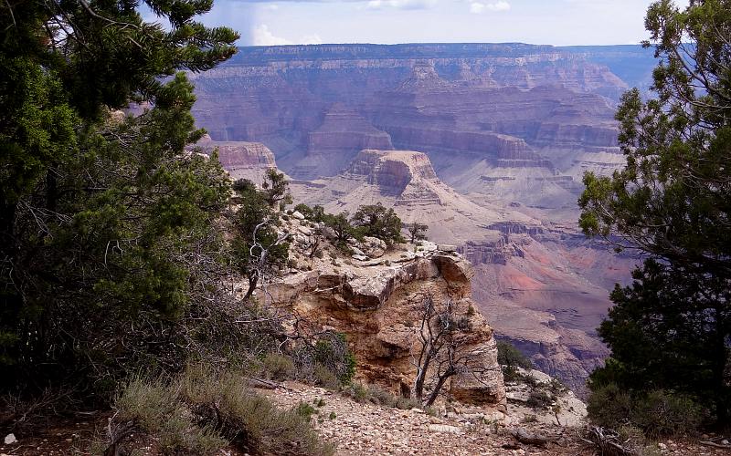 Grnad Canyon framed by trees