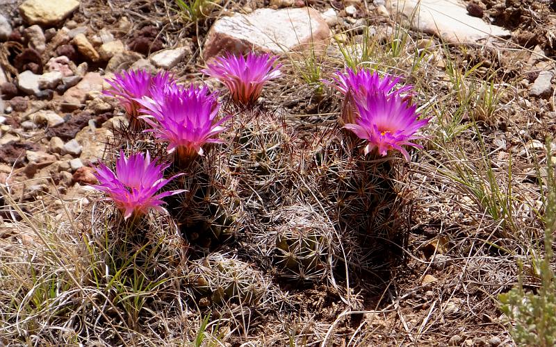 flowering Beehive Cactus - Grnad Canyon National Park