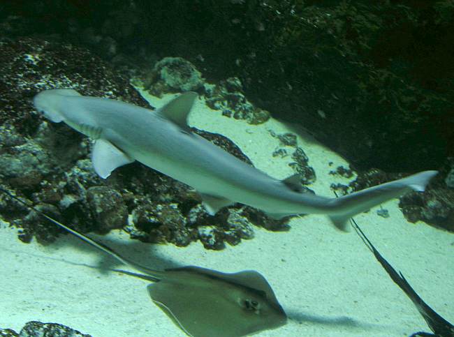 hammer head shark, sting ray