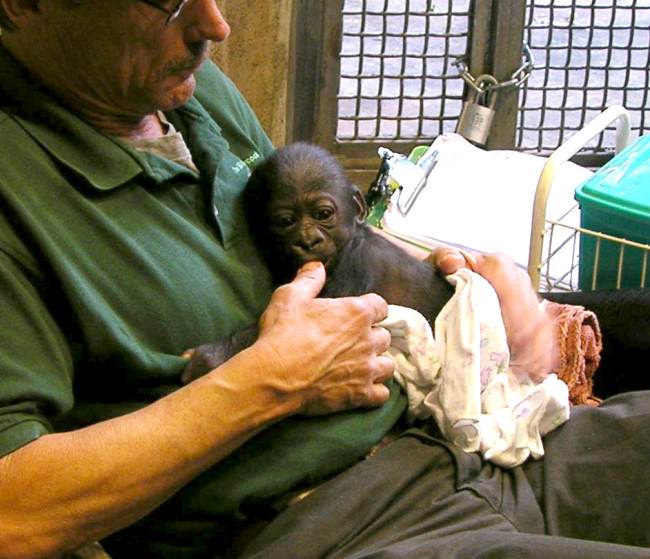 new born female gorilla