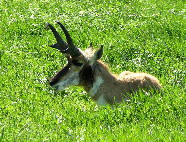 pronghorn antelope